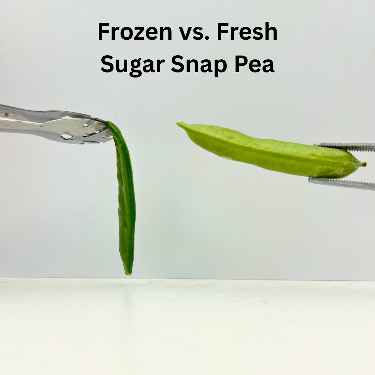 A frozen and a fresh snap pea are held with tongs, demonstrating how soft and limp the frozen pea is.