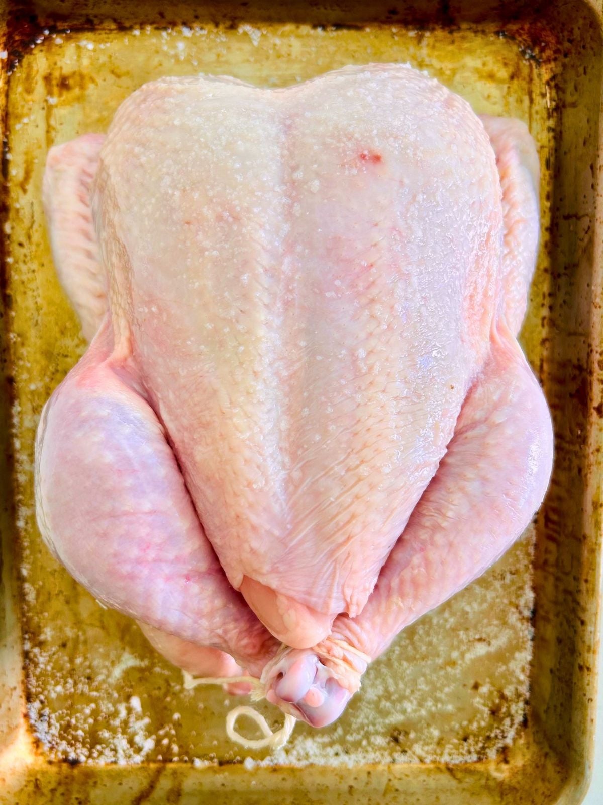 A whole raw chicken is salted, wings tucked behind the back, and the legs tied together on a baking sheet.